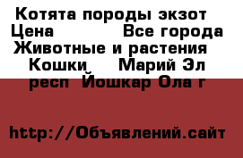 Котята породы экзот › Цена ­ 7 000 - Все города Животные и растения » Кошки   . Марий Эл респ.,Йошкар-Ола г.